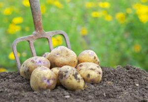 bahçe patatesi