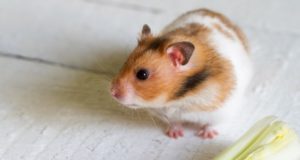 kahverengi hamster